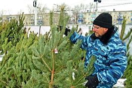 В Пензе озвучили цены на первых елочных базарах 2019 В Пензе озвучили цены на первых елочных базарах 2019