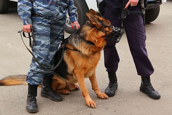 В Пензе ищут сбившего собаку водителя