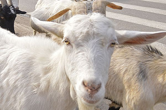 В Иссе 39-летняя женщина украла у пенсионерки белую козу