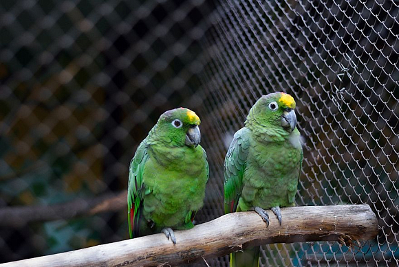 В Пензе изменили режим работы зоопарка