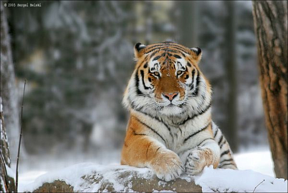 В пензенском зоопарке займутся размножением амурских тигров