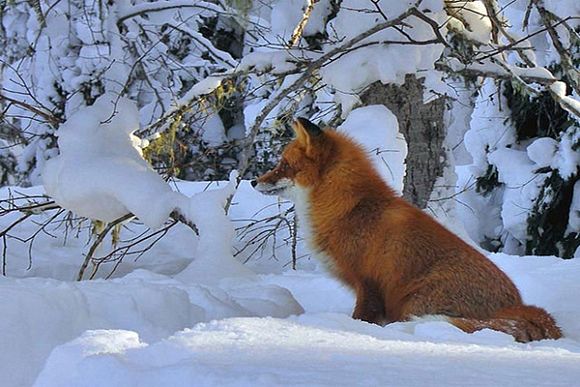 В Пензенской области за отстрел 10 лисиц разрешат охоту на кабана