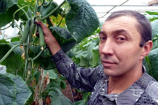 Александр Лебедев из Илим-Горы Неверкинского района выращивает огурцы и помидоры в теплице