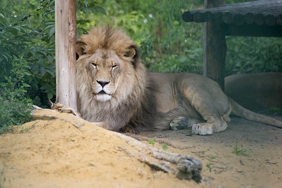 В пензенском зоопарке умер 19-летний лев Симба