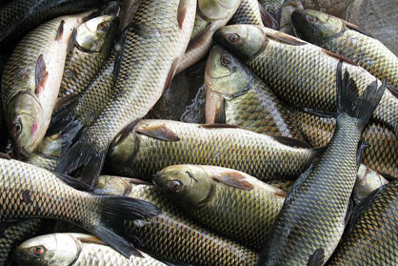 Пензенская область — в числе регионов с благоприятными условиями для рыбоводства