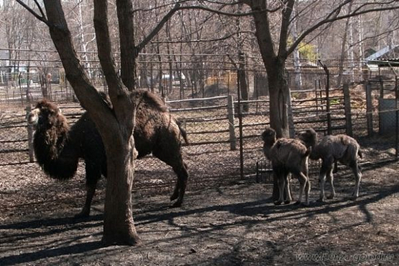 В пензенском зоопарке двугорбые верблюды обзавелись потомством