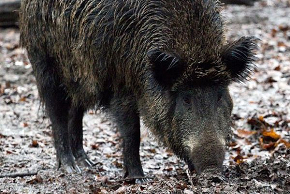 В Бековском районе два браконьера попались с кабаном