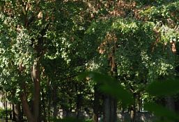Депутаты Пензы возмутились вырубкой 20 тополей на ул. Краснова и Лобачевского