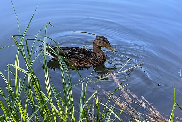Пензенские охотники подали через Госуслуги более 200 заявлений