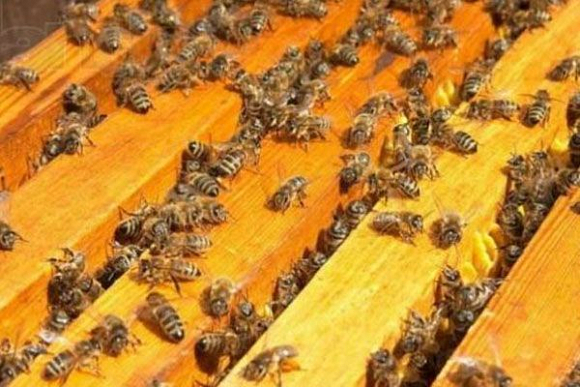 Пензенских пчеловодов в Башкортостане познакомят с принципами апитерапии
