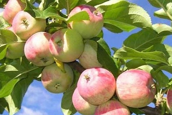 Два жителя Мордовии украли из сада в Пензенской области 2 центнера яблок