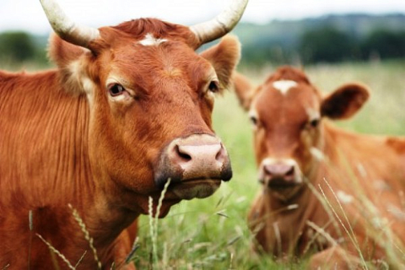 В Пензенской области теперь есть Консультационный Совет по развитию семейных животноводческих ферм