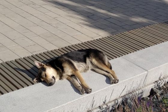 В Пензе депутат Гордумы выступил за отстрел бездомных собак