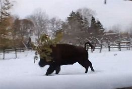 Бизон Татанка в пензенском зоопарке нашел применение елкам
