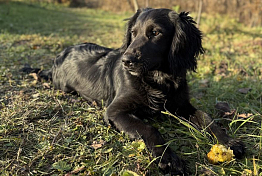 В Башмаково суд вынес вердикт по делу об укушенном собакой подростке