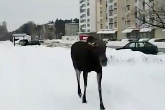 В Заречном лось мордой ударил девушку в лицо