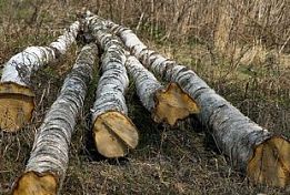 В Пензенском районе «дровосеку», спилившему 9 берез дали 200 часов обязательных работ В Пензенском районе «дровосеку», спилившему 9 берез дали 200 часов обязательных работ
