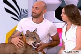 Пенза: Хозяева пумы Месси показали его встречу с гепардом Гердой Пенза: Хозяева пумы Месси показали его встречу с гепардом Гердой