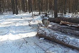 В Шемышейском районе незаконно срубили 229 сосен