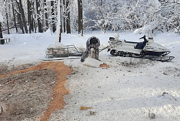 Пензенские охотоведы помогают диким животным