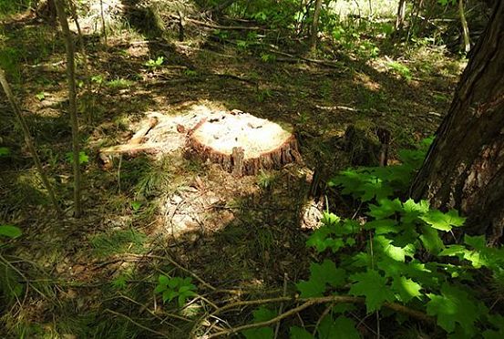Сельчанин из Каменского района нарубил деревьев на 1,1 миллиона