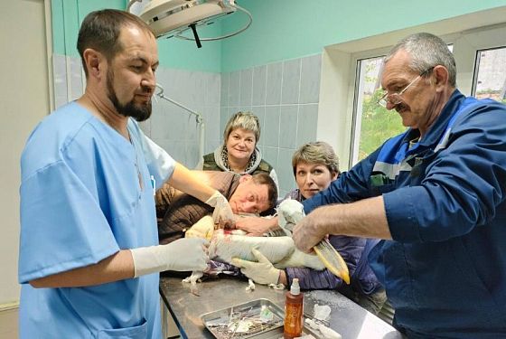 В Пензе врач областной больницы сделал сложнейшую операцию пеликану