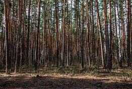 В Пензенской области пожароопасный сезон стартовал 10 апреля 2026