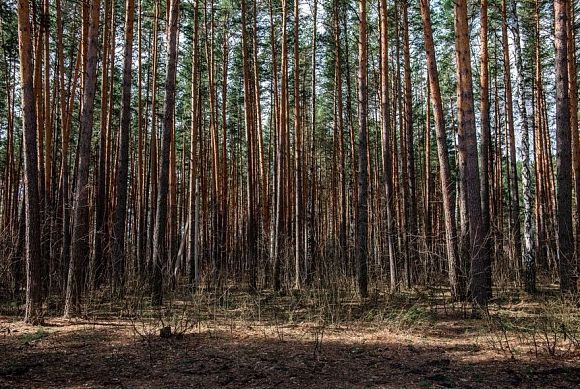 В Пензенской области пожароопасный сезон стартовал 10 апреля 2026