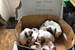 В Пензе зоозащитники назвали тех, кто подкинул им домашних щенков