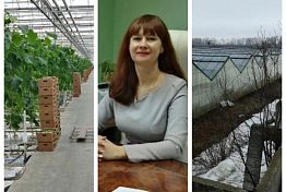 В Пензенском тепличном комбинате прокомментировали слух о закрытии В Пензенском тепличном комбинате прокомментировали слух о закрытии