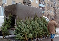 В Пензе выявили нелегальные елочные базары