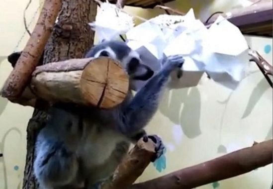 В Пензенском зоопарке лемуру повесили сладкую новогоднюю гирлянду