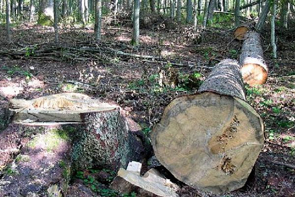 В Пензенской области две группы дровосеков незаконно вырубили деревья на 300 тыс. рублей