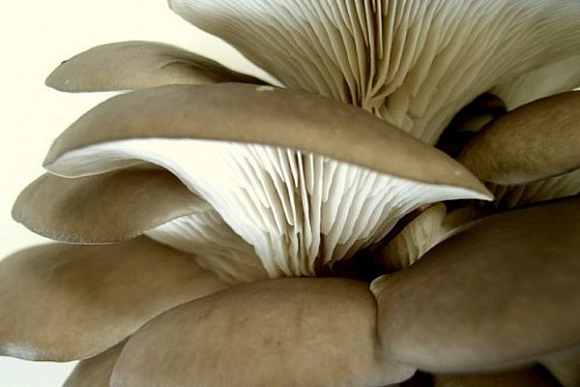 В Пензенскую области может прийти многомиллионный проект по выращиванию грибов