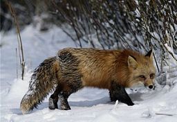 В Пензенской области лиса покусала женщину и двух собак В Пензенской области лиса покусала женщину и двух собак