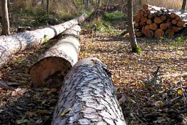 Житель Лопатинского района незаконно вырубил 48 берез Житель Лопатинского района незаконно вырубил 48 берез