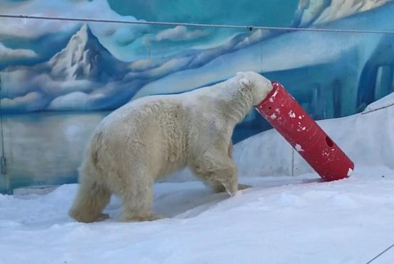 В пензенском зоопарке показали зимние забавы белого медведя