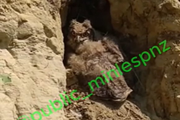 В Пензенской области нашли новое место гнездование краснокнижной птицы