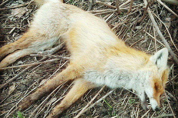 В Пензе в районе обнаружения трупа лисы пройдет вакцинация животных