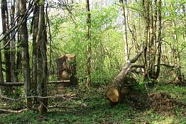В Белинском районе незаконно срубили 25 дубов