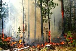 В Сосновоборском районе в результате небрежного обращения с огнем сгорело почти 100 сосен