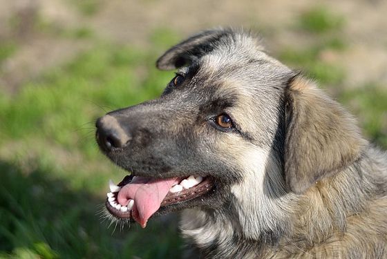 В Белинском укушенному собакой ребенку выплатят 20 тысяч рублей