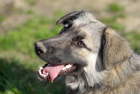 В Белинском укушенному собакой ребенку выплатят 20 тысяч рублей