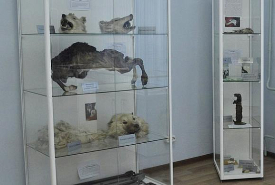 В ПГАУ показали экспонаты Музея патологической анатомии