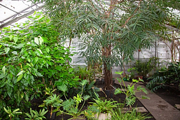 Пензенцы больше не смогут погулять по Ботаническому саду