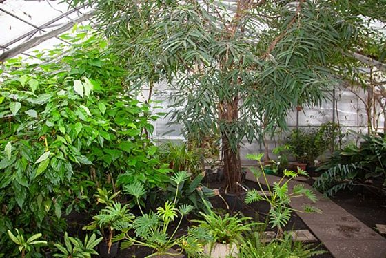 Пензенцы больше не смогут погулять по Ботаническому саду