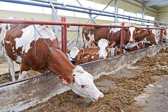 В Пензенской области за 11 месяцев произвели 315 тысяч тонн молока