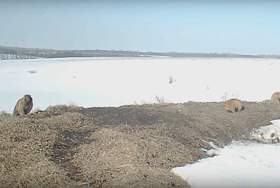 Пензеские сурки вышли из зимней спячки