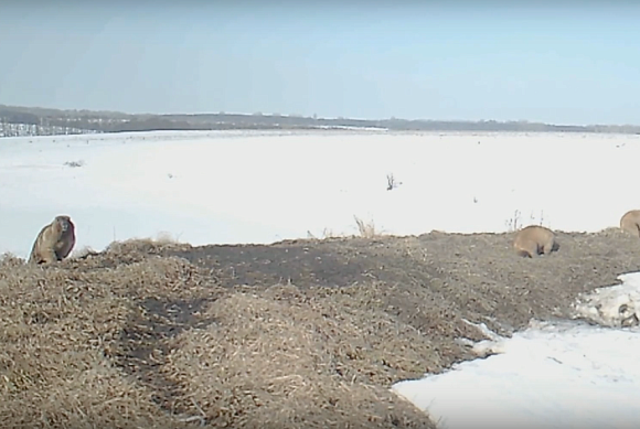 Пензеские сурки вышли из зимней спячки