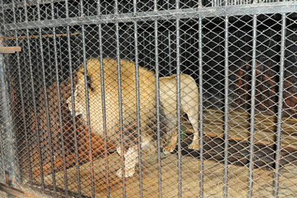 В Пензе зоопарк закроют из-за перевода льва в новую экспозицию